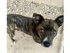 Adopt Tigress Savannah 52694 a Brindle - with White American Pit Bull Terrier /