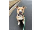 Adopt Ralphie a Tan/Yellow/Fawn American Pit Bull Terrier / Mixed dog in Newport