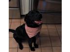 Adopt Fletcher a Black Labrador Retriever dog in Troutville, VA (37190141)