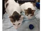 Adopt Miso and Tofu a White (Mostly) Domestic Shorthair / Mixed (short coat) cat