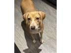 Adopt Sable a Mixed Breed (Medium) dog in Mandan, ND (37191045)