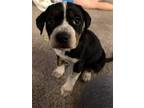 Adopt Brooklyn a American Pit Bull Terrier dog in Mandan, ND (37191042)