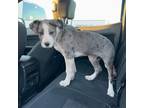 Adopt Macy a Great Dane / Catahoula Leopard Dog dog in Vail, AZ (37190745)