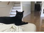 Adopt Binx a Black (Mostly) Domestic Shorthair / Mixed (short coat) cat in New