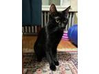 Adopt Midnight a Domestic Shorthair / Mixed (short coat) cat in Providence