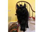 Adopt Wags a Domestic Mediumhair / Mixed (medium coat) cat in Providence