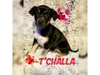 Adopt T'Challa a Black - with Tan, Yellow or Fawn Blue Heeler dog in Colorado