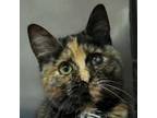 Adopt Miso a Tortoiseshell Domestic Shorthair / Mixed cat in Las Cruces