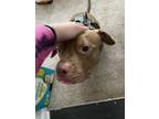 Adopt Trooper a Brown/Chocolate American Pit Bull Terrier / Mixed dog in