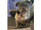 Adopt Bella a Merle Pug / Mixed dog in Dumont, NJ (37190288)
