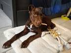 Adopt Blue a Brown/Chocolate - with White American Pit Bull Terrier / Mixed dog