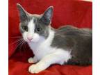 Adopt Tinsel a Gray or Blue (Mostly) Domestic Shorthair (short coat) cat in