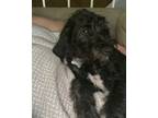 Adopt Roscoe a Black - with White Beagle / Poodle (Standard) / Mixed dog in
