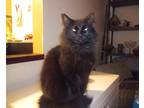 Adopt Kitty a All Black Domestic Longhair / Mixed (long coat) cat in Norman
