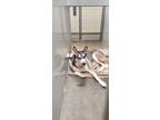 Adopt 2023-01-058 a Husky / Mixed dog in Winder, GA (37190161)