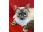 Adopt Icey a Cream or Ivory (Mostly) Siamese (long coat) cat in Staunton