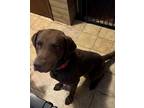 Adopt Tucker a Brown/Chocolate Chesapeake Bay Retriever / Mixed dog in Marshall