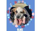 Adopt Blake a Tan/Yellow/Fawn - with Black Hound (Unknown Type) / Shepherd