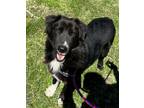 Adopt Brodie a Black - with White Border Collie / Mixed dog in Locust Fork