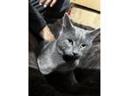 Adopt Peter a Gray or Blue Burmese / Mixed (medium coat) cat in Bound Brook