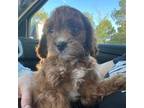 Cavapoo Puppy for sale in Peyton, CO, USA