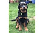 Adopt Xena a Brown/Chocolate - with Black Rottweiler / Mixed dog in Mount