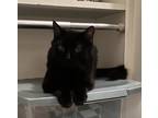 Adopt Onyx a All Black Domestic Longhair (long coat) cat in Lizella