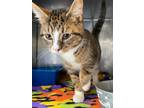Adopt Gimlet a Domestic Shorthair / Mixed (short coat) cat in Fall River