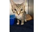 Adopt Frito a Domestic Shorthair / Mixed (short coat) cat in Fall River