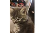 Adopt grey a Gray, Blue or Silver Tabby Domestic Mediumhair / Mixed cat in