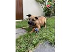 Adopt Akira a Mixed Breed (Medium) / Mixed dog in San Diego, CA (37189741)