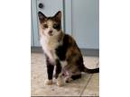 Adopt Marlena a Domestic Shorthair / Mixed (short coat) cat in Corpus Christi