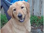 Adopt Leonard a Red/Golden/Orange/Chestnut Golden Retriever / Mixed dog in