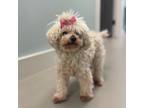 Adopt Sassy a White - with Tan, Yellow or Fawn Poodle (Standard) / Mixed dog in