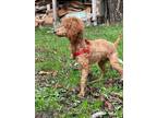 Adopt Toast a Red/Golden/Orange/Chestnut Poodle (Toy or Tea Cup) / Mixed dog in