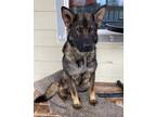 Adopt Charlie a Brown/Chocolate - with Black German Shepherd Dog / Mixed dog in