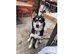 Adopt Misty a Black - with White Husky / German Shepherd Dog / Mixed dog in San