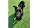 Adopt Pepper a Black Corgi / German Shepherd Dog / Mixed dog in Santa Clara
