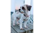 Adopt Chevy a White - with Red, Golden, Orange or Chestnut Shih Tzu / Terrier