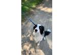 Adopt Noble a Black - with White Border Collie / Mixed dog in La Crosse