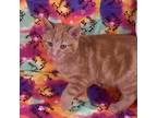 Adopt Opie a Orange or Red Domestic Shorthair / Mixed cat in Greenfield