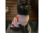 Adopt Abrams Tank a All Black Domestic Longhair / Mixed cat in Greenfield