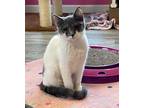 Adopt Sanibel a Gray or Blue (Mostly) American Shorthair (short coat) cat in