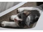 Adopt Andrew a Gray or Blue (Mostly) Domestic Shorthair (short coat) cat in