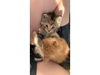 Adopt Artemis a Calico or Dilute Calico Calico / Mixed (short coat) cat in