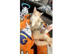 Adopt Biscuit a Tiger Striped American Shorthair / Mixed (short coat) cat in