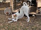 Adopt Max a White Labrador Retriever / Husky / Mixed dog in Richardson