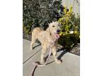 Adopt Daisy a White - with Tan, Yellow or Fawn Labradoodle / Mixed dog in