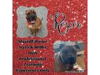 Adopt Roscoe a Brown/Chocolate - with Black Mastiff / Boxer / Mixed dog in