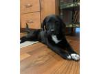 Adopt Good Golly Ms Sally a Black - with White Mixed Breed (Large) / Mixed dog